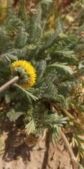 Lasiospermum pedunculare