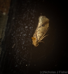 Azaleodes micronipha