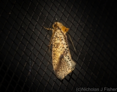 Azaleodes micronipha