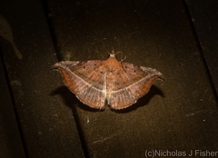 Corgatha ancistrodes