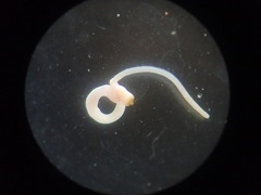 Aspidosiphon muelleri