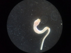 Aspidosiphon muelleri