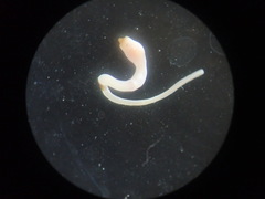 Aspidosiphon muelleri