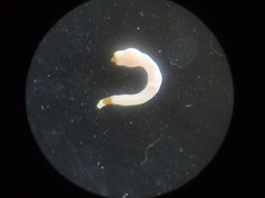 Aspidosiphon muelleri