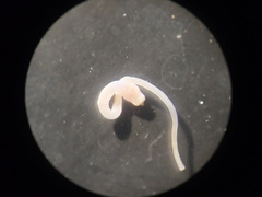 Aspidosiphon muelleri