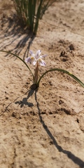Moraea contorta