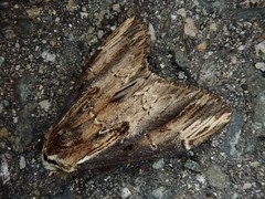Hexafrenum leucodera