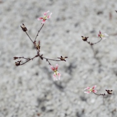 Stylidium calcaratum