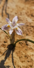 Moraea contorta