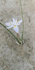 Moraea contorta