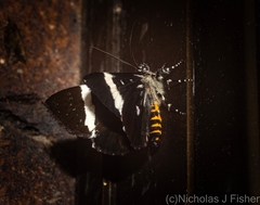 Coenotoca subaspersa