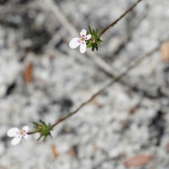 Stylidium repens