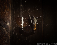 Coenotoca subaspersa