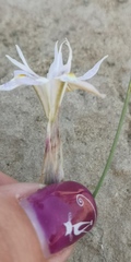 Moraea contorta