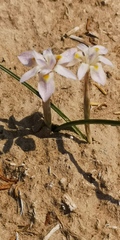 Moraea contorta