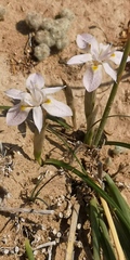 Moraea contorta