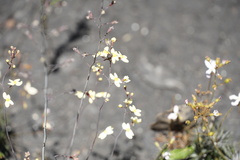 Stylidium spathulatum