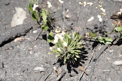 Stylidium spathulatum