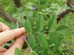 Clitoria ternatea