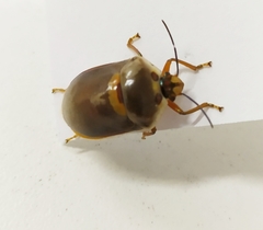Augocoris
