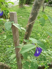 Clitoria ternatea