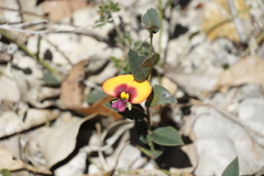 Gompholobium ovatum