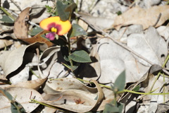 Gompholobium ovatum