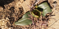 Colchicum coloratum burchellii
