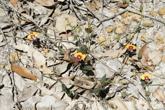 Gompholobium ovatum