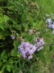 Ageratum