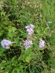 Ageratum
