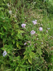 Ageratum