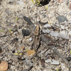Monistria discrepans