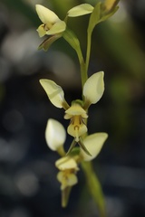 Diuris setacea