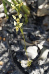 Diuris setacea