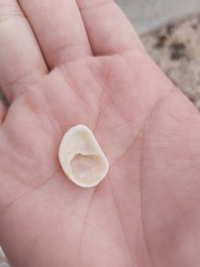 Bostrycapulus pritzkeri