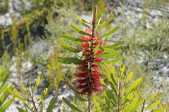 Melaleuca glauca
