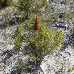 Melaleuca glauca
