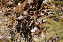 Stylidium assimile