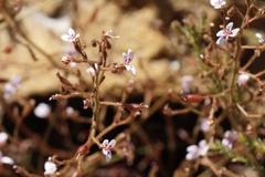 Stylidium assimile