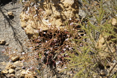 Stylidium assimile