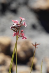 Stylidium squamosotuberosum