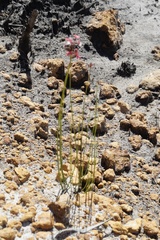 Stylidium squamosotuberosum
