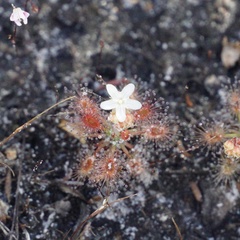 Drosera roseana
