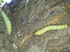 Ormiscodes amphimone