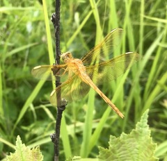 Sympetrum uniforme
