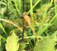 Sympetrum uniforme
