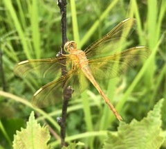 Sympetrum uniforme
