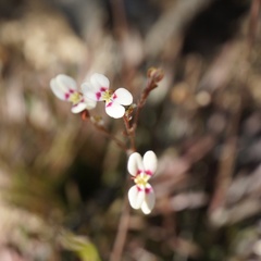 Stylidium caespitosum