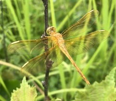Sympetrum uniforme